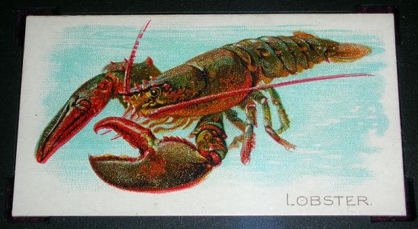 18 Lobster